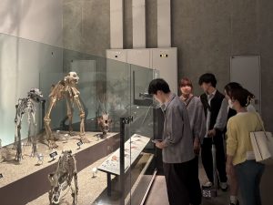 博物館で、ゼミの学生たちがガラスケースに展示された複数の動物の骨格標本を熱心に見学している様子。